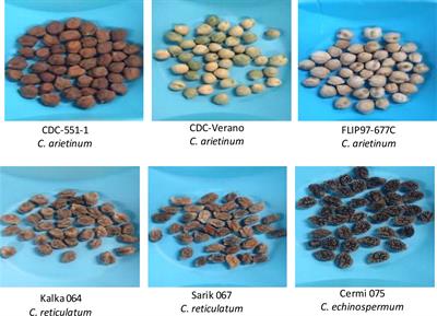 Iron accumulation and partitioning in hydroponically grown wild and cultivated chickpea (Cicer arietinum L)